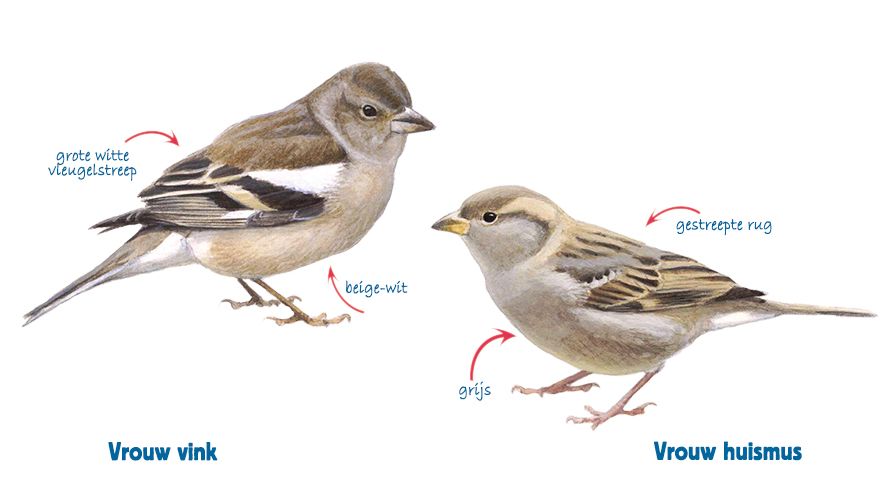 infographic vink vrouw - huismus vrouw