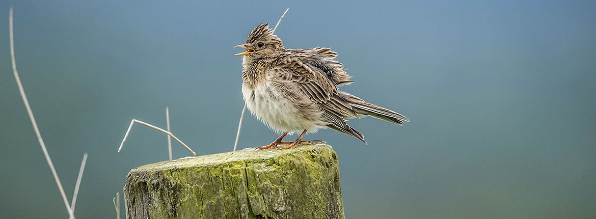 Veldleeuwerik / Shutterstock