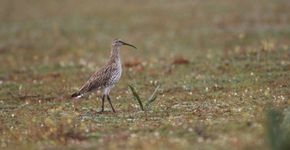 Dunbekwulp / Chris Gomersall (rspb-images.com)