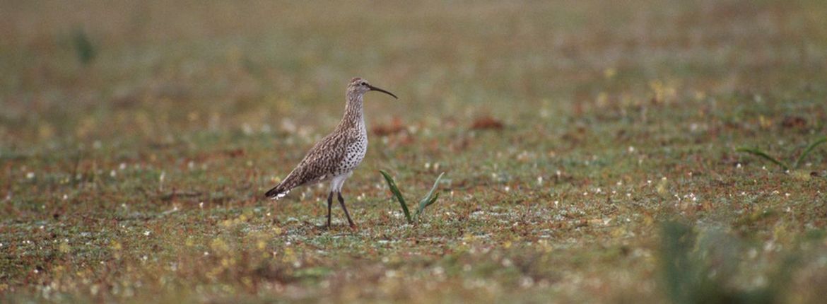 Dunbekwulp / Chris Gomersall (rspb-images.com)