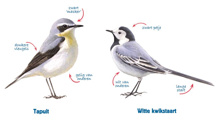 Infographic tapuit - witte kwikstaart