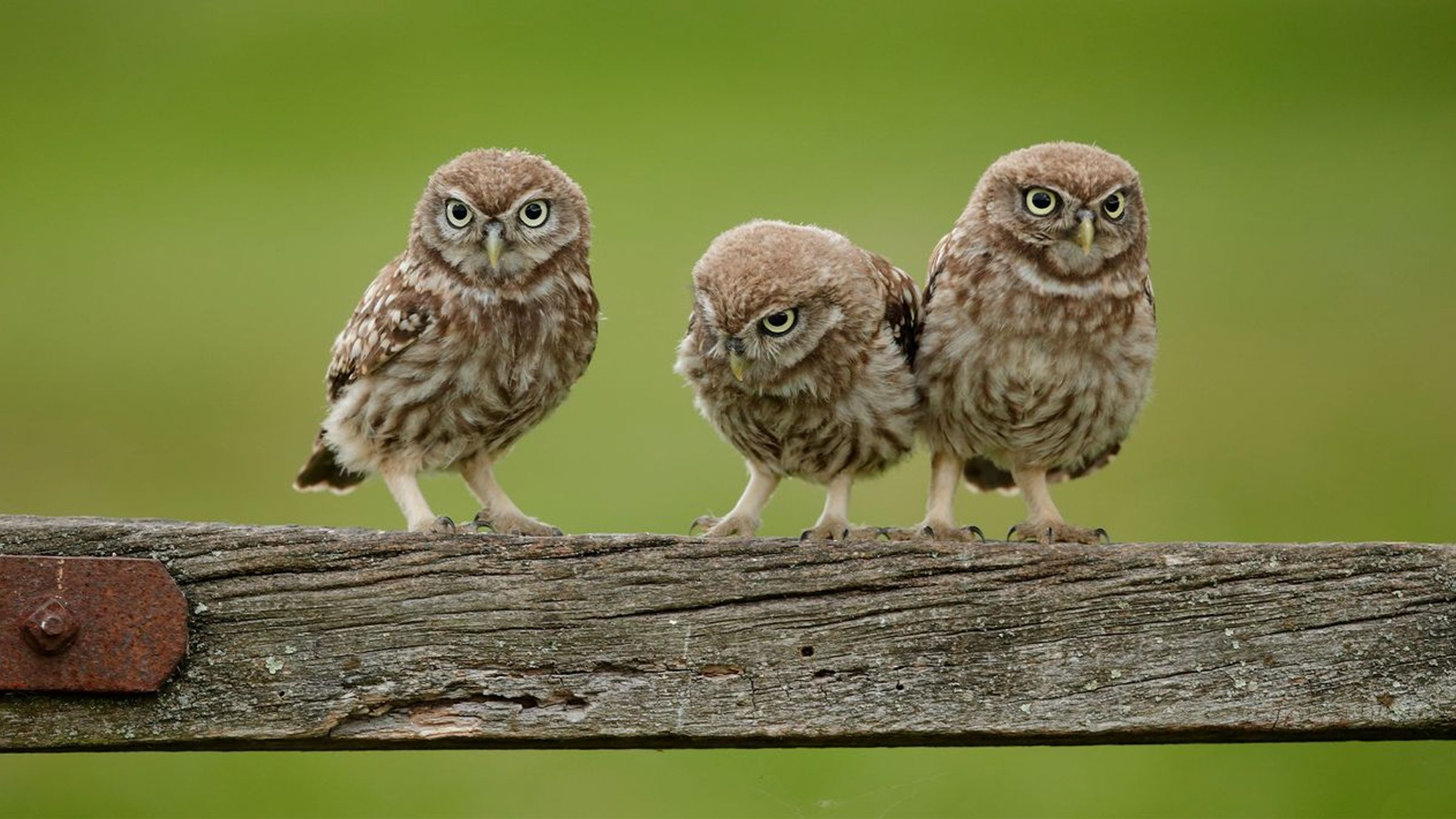 Steenuil / Shutterstock
