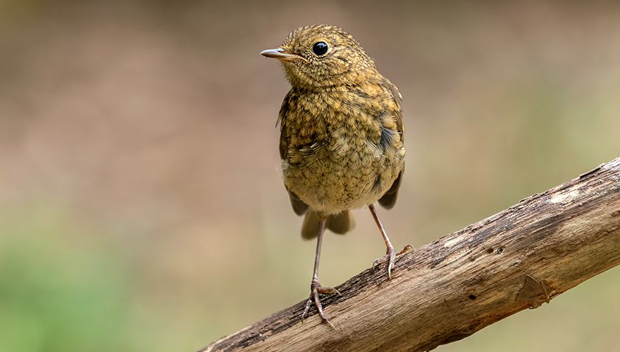 Roodborst / Eva Borst - Fotogalerij