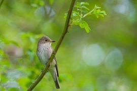 Grauwe vliegenvanger