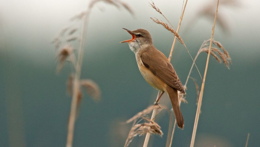 Grote karekiet / Jankees Schwiebbe Birdphoto