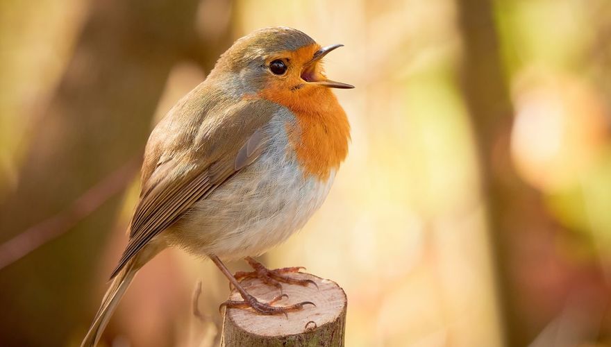 Roodborst / Shutterstock