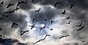 Vogels in de nacht / Shutterstock