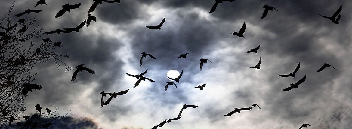 Vogels in de nacht / Shutterstock