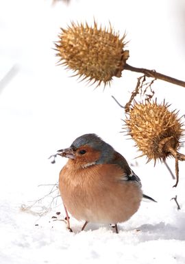 genoeg te eten ook in de sneeuw