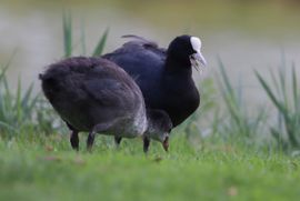 samen uit eten