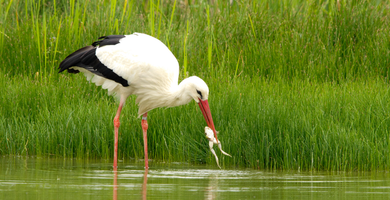 ooievaar met kikker / shutterstock