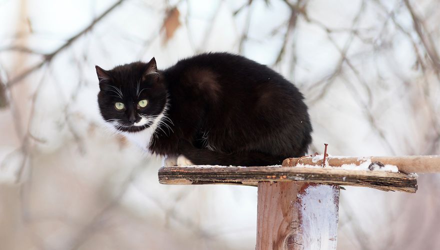 Kat op voedertafel / Shutterstock