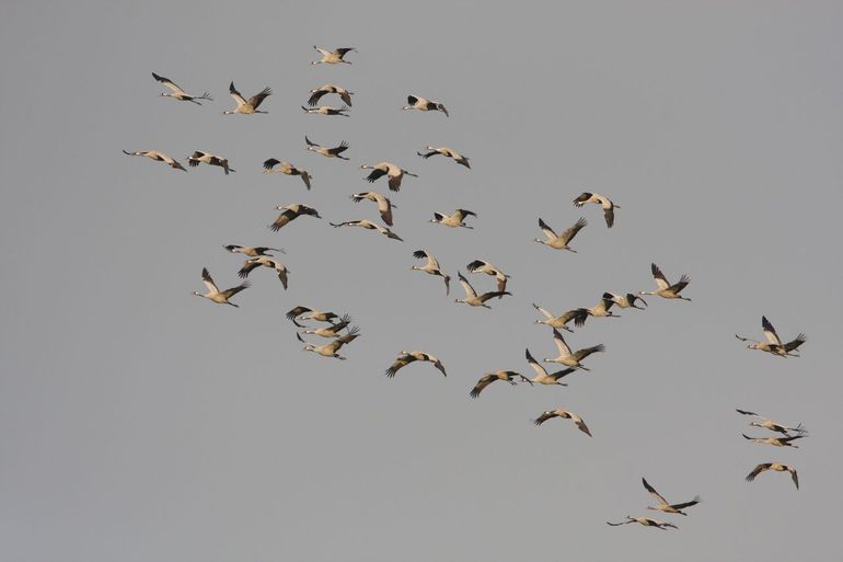 Kraanvogels in Diepholz: fenomenale Kraanvogeltrek!