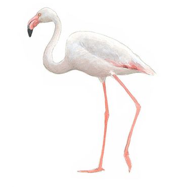 Flamingo / Elwin van der Kolk