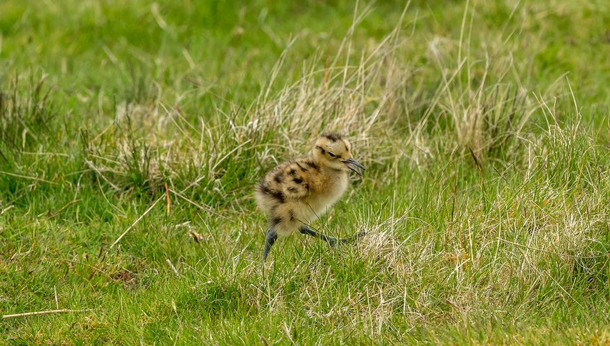 Jonge wulp / Shutterstock