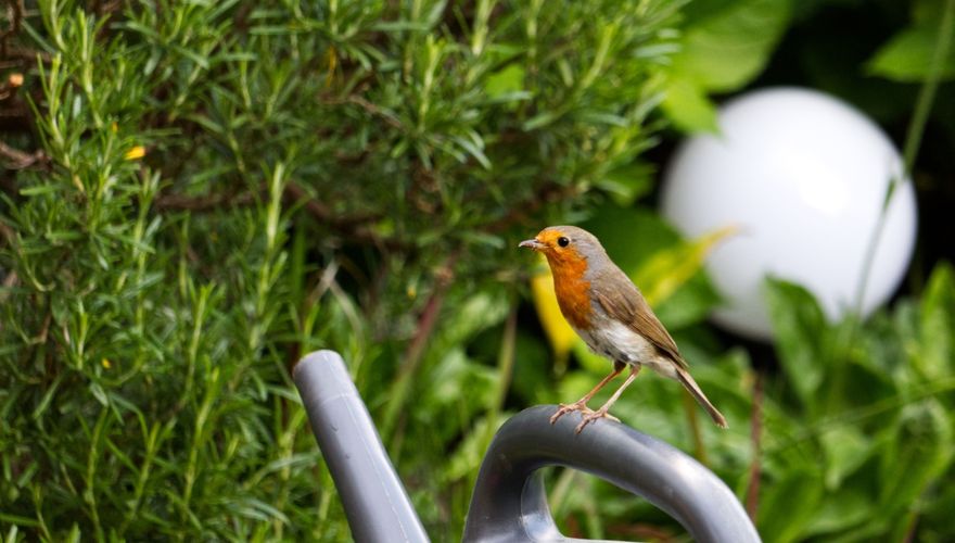 Roodborst tuin / shutterstock