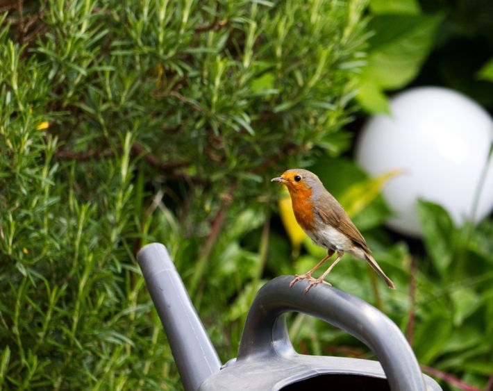 Roodborst tuin / shutterstock