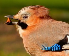 Vlaamse Gaai met beukenpotje