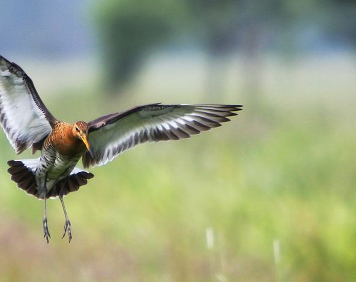 Grutto / Wil Leurs Agami