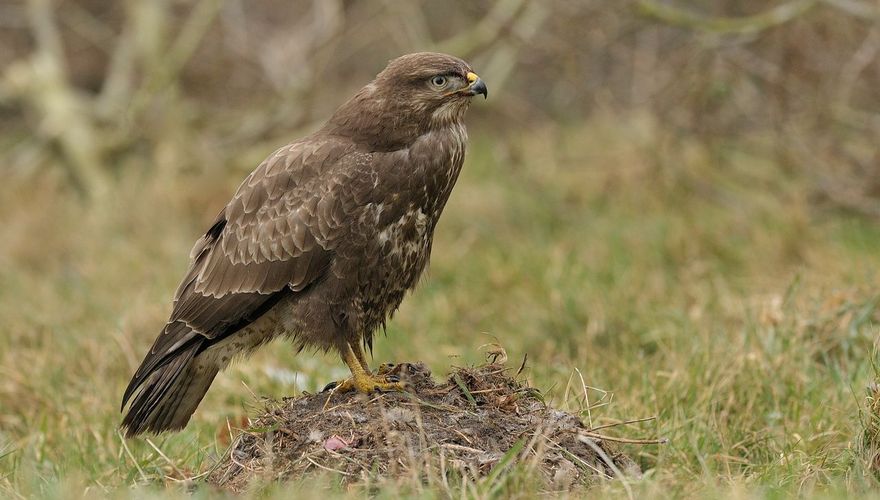 Buizerd / Jelle de Jong