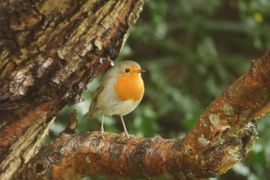 Roodborstje in een natte boom.