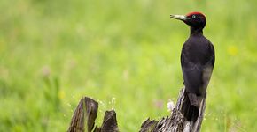 Zwarte specht / Shutterstock