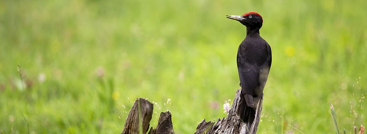 Zwarte specht / Shutterstock