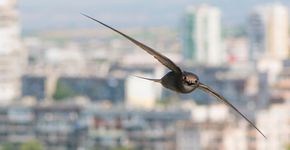 Gierzwaluw in de stad / Shutterstock