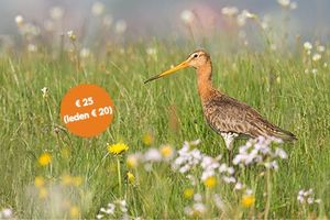 Cursus Boerenlandvogels in Nederland