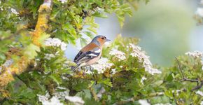 Vink man op een meidoorn / iStock