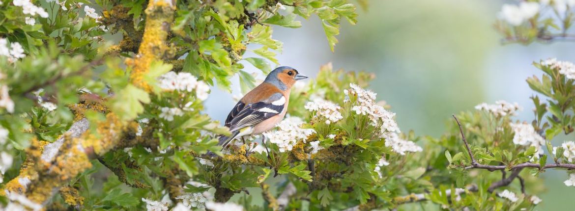 Vink man op een meidoorn / iStock