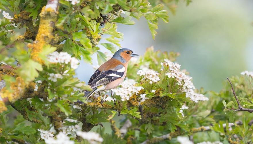 Vink man op een meidoorn / iStock
