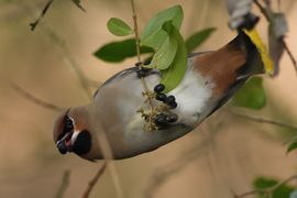 foeragerende pestvogel