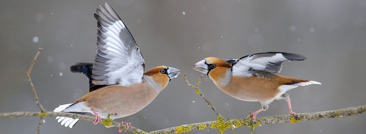 Appelvink / Shutterstock