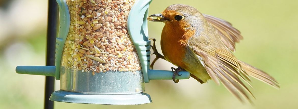 Roodborst / Shutterstock