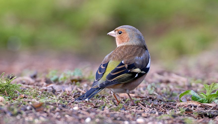 Vink / Jelle de Jong