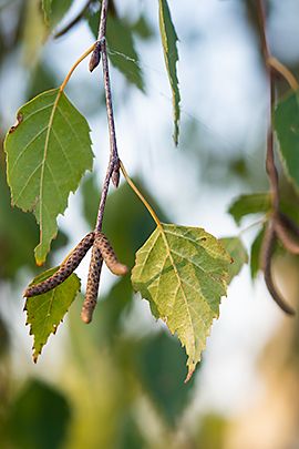 Ruwe berk / Shutterstock