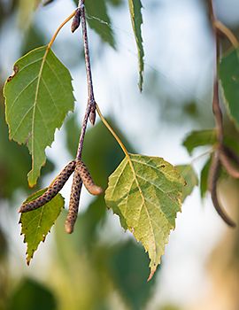 Ruwe berk / Shutterstock