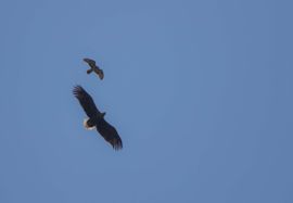 Het verschil van grootte 