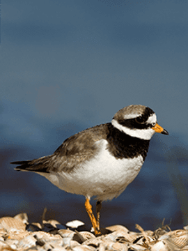 Bontbekplevier / Roy de Haas, AGAMI