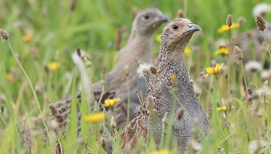 Patrijzen / Adri de Groot, Vogeldagboek.nl