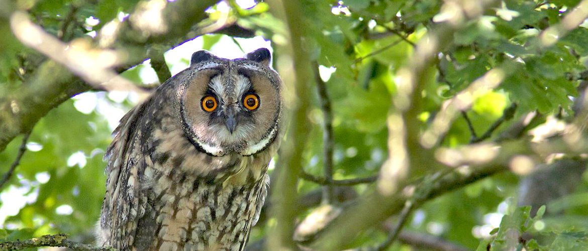 Een klont ransuilen in de tuin! Vogelbescherming