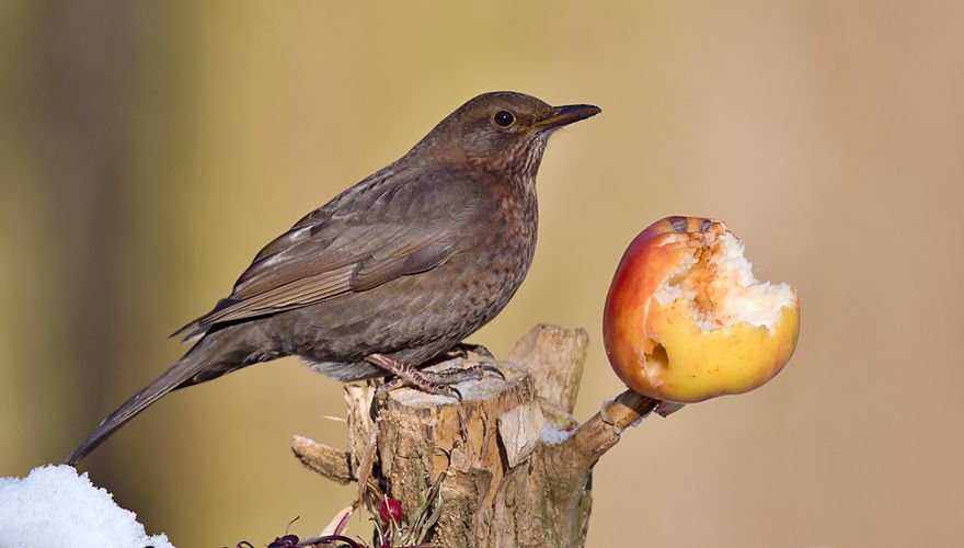 Merel / shutterstock