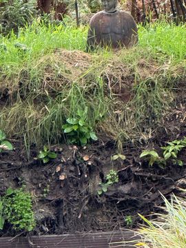 IJsvogel / Clemens Salet