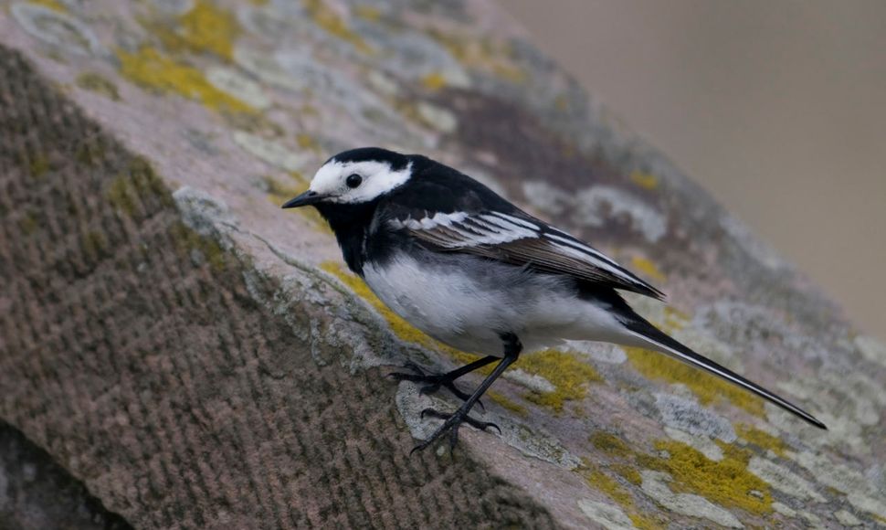 Uitroepteken Raffinaderij blaas gat Rouwkwikstaart | Vogelbescherming