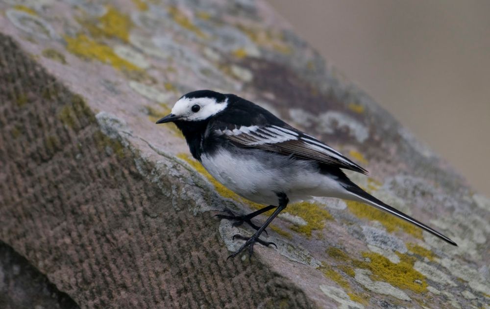 | Vogelbescherming