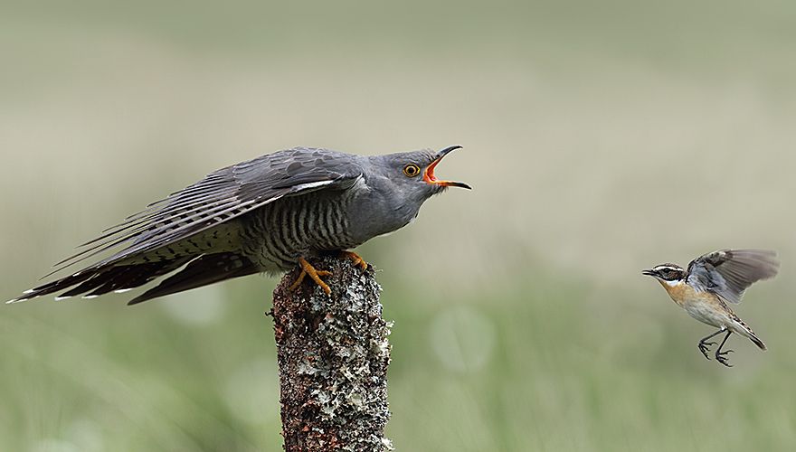 Koekoek en paapje / Shutterstock