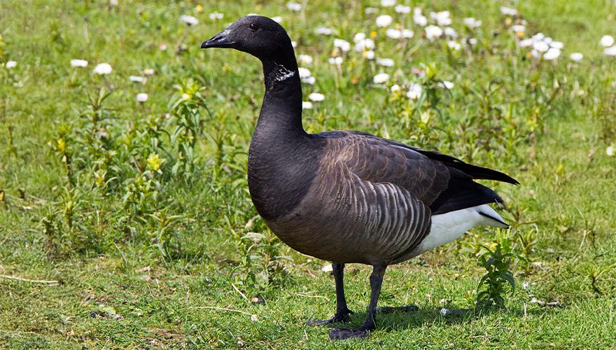 Rotgans / Roy de Haas, AGAMI