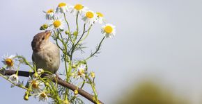 Huismus kamille / shutterstock