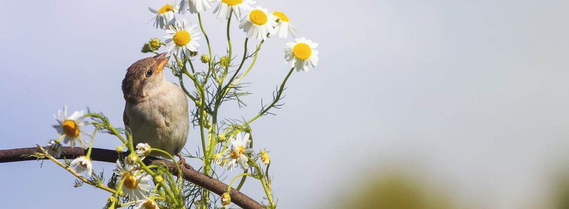 Huismus kamille / shutterstock